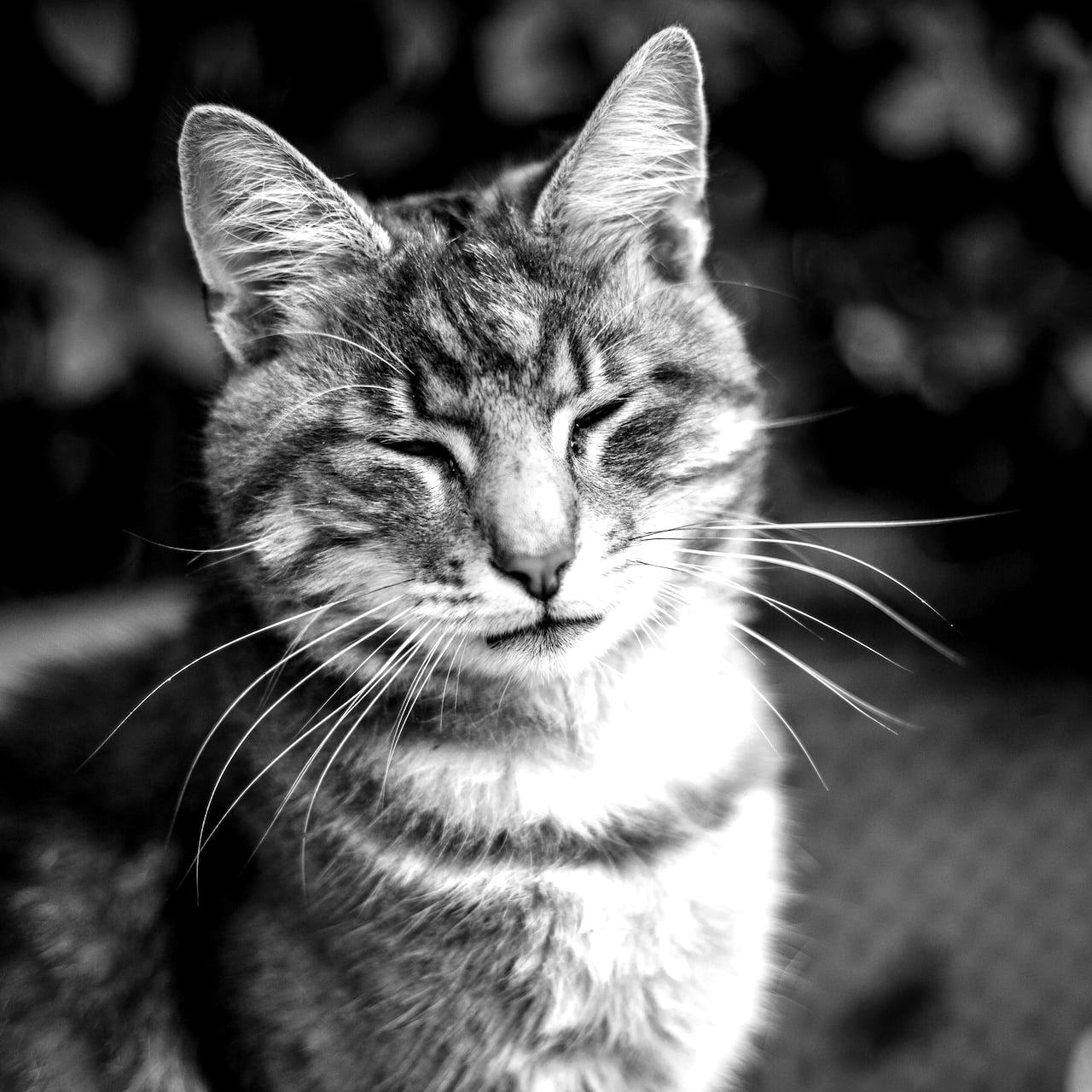 brown tabby cat in tilt shift lens